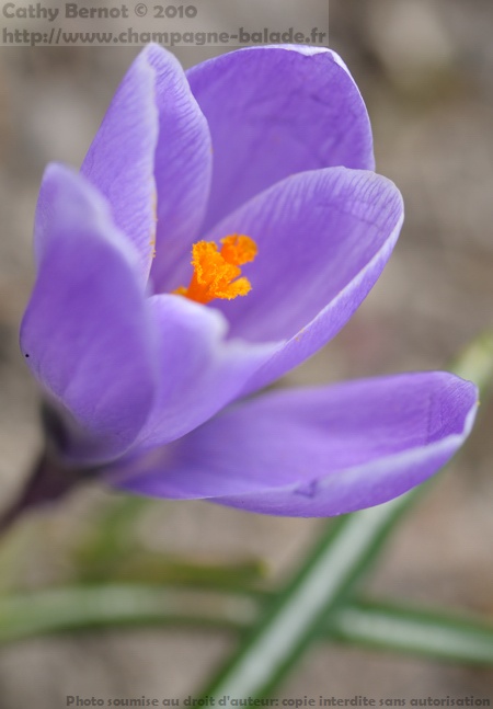 Photo de fleur de crocus version documentaire art déco
