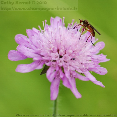 Insecte diptère qui butine une fleur violette: mouche empide et scabieuse Insecte butineur sur fleur: mouche empide et scabieuse