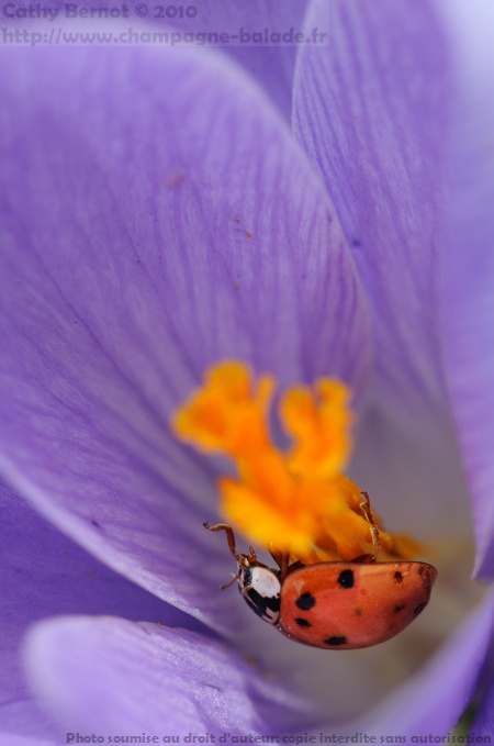 Fleur de crocus violette et coccinelle asiatique Fleur de crocus violette et coccinelle asiatique