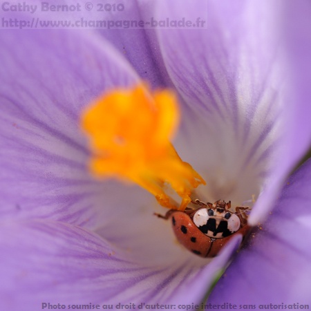 Coccinelle asiatique(Harmonia axyridis)au coeur d'une fleur de crocus Coccinelle asiatique(Harmonia axyridis)au coeur d'une fleur de crocus
