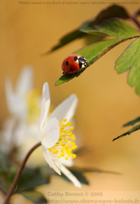 Coccinelle coccinella septempunctata sur fleur d'anémone sylvie