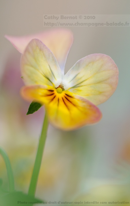 Pensée aux couleurs pastel, rose, mauve, photo macro fleur  artistique