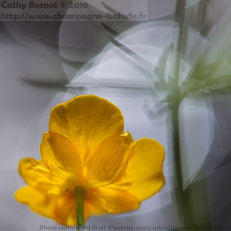 Photo macro de fleur, contrejour et reflets circulaires dans  l'eau