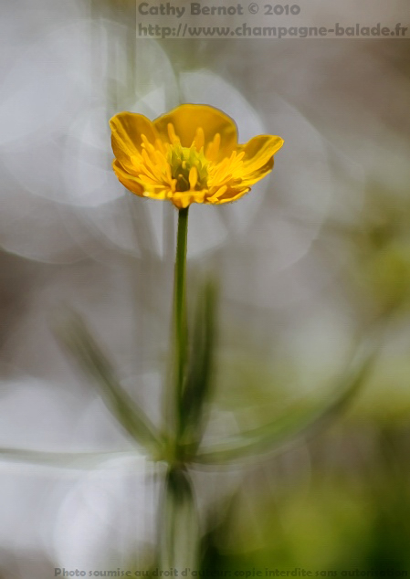 Photo fleur jaune de printemps: la renoncule à tête d'or