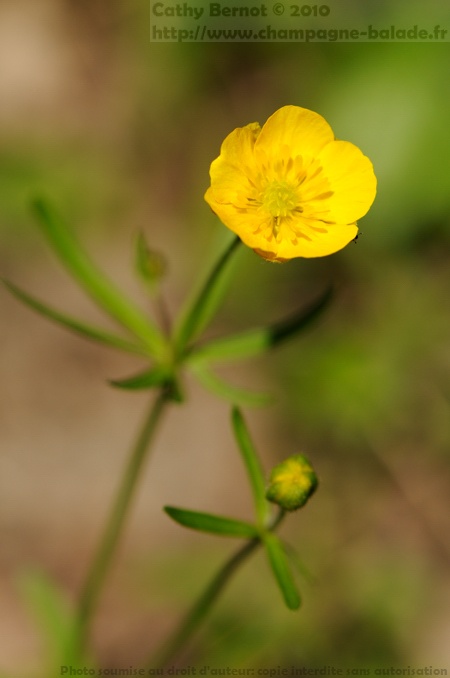 Ranunculus auricomus, fleur jaune de renoncule à tête d'or