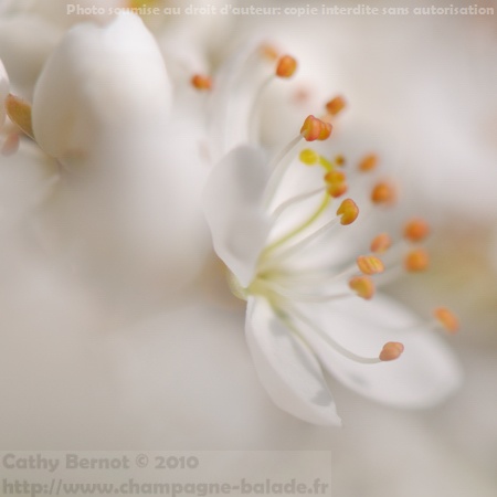 Macrophotographie de fleur blanche de prunelier sauvage