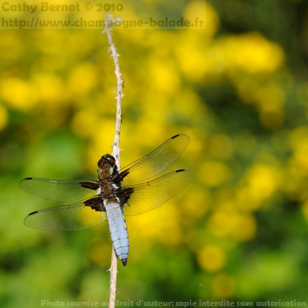libellula depressa male bleu