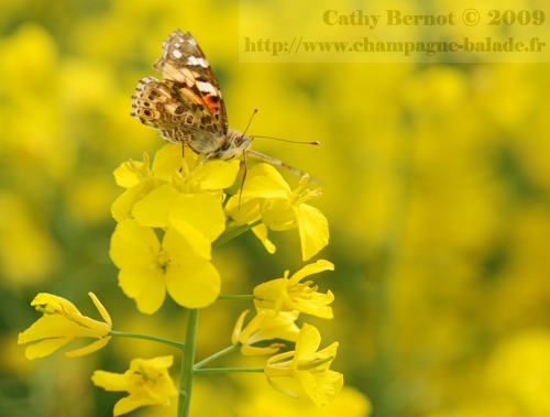 photo-papillon-fleur-migration-vanesse-belle-dame-colza-champagne-ardenne