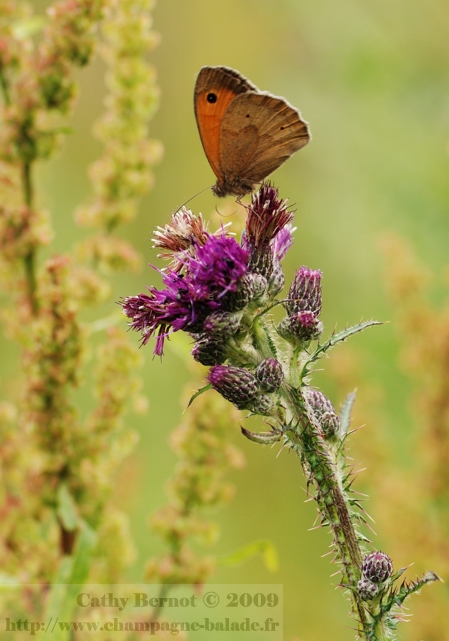 photo-papillon-lepidoptere-satyre-fleur-chardon