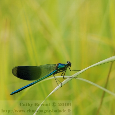 photo-libellule-demoiselle-bleu-metal-calopteryx