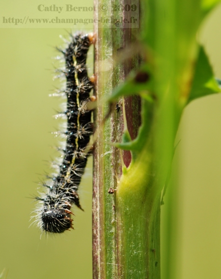 photo-papillon-chenille-noire-poilue-chardon-macro-nature-lepidoptere