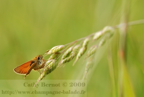 photo-papillon-orange-hesperie-dactyle-graminee-macro-lepidoptere
