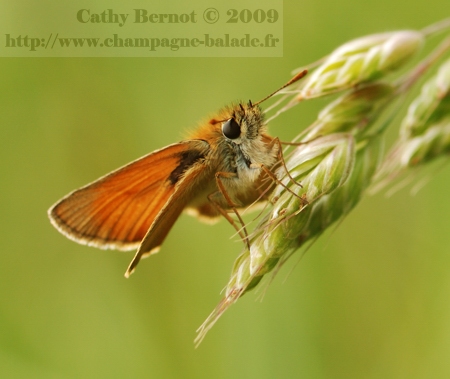 photo-papillon-orange-hesperie-dactyle-graminee-macro-lepidoptere-recadrage