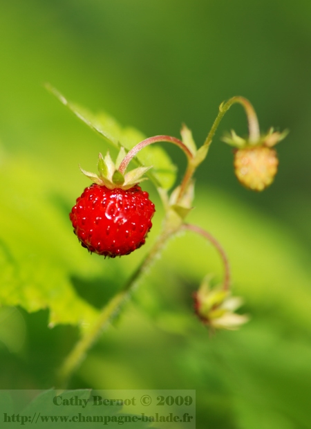 photo fruit rouge en forêt: fraise des bois (photographie macro)
