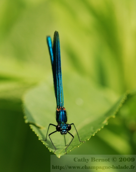 calopteryx-photo-insecte-libellule-bleue-metallique-odonate-bord-de-marne