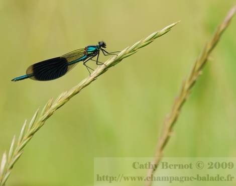 calopteryx-photo-insecte-libellule-bleue-metallique-odonate-togny