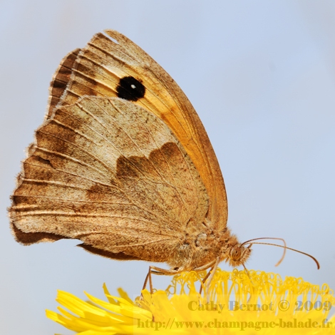 photo de papillon sur fleur jaune ciel bleu