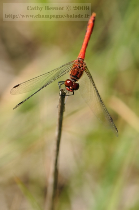Nikon D300 et macrophotographie 105: libellule rouge vue de dessus Nikon D300 et macrophotographie 105: libellule rouge vue de dessus