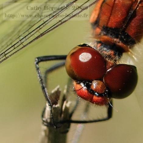 Nikon D300 et macrophotographie 105: libellule rouge gros plan sur l'oeil Nikon D300 et macrophotographie 105: libellule rouge gros plan sur l'oeil