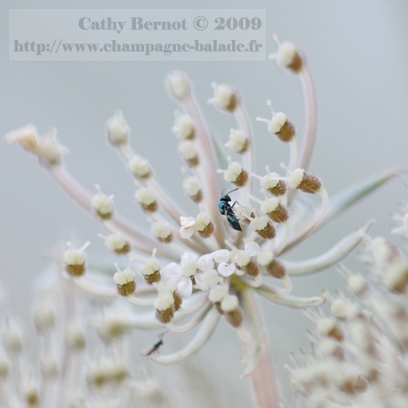 Recadrage macrophotographie fleur insecte: une petite mouche bleue sur ombellifère Recadrage macrophotographie fleur insecte: une petite mouche bleue sur ombellifère