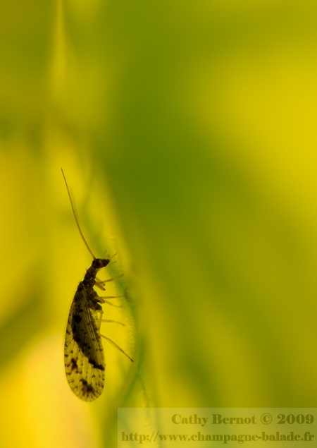 Photo d'insecte au jardin: hémérobe (perle) sur feuille de capucine