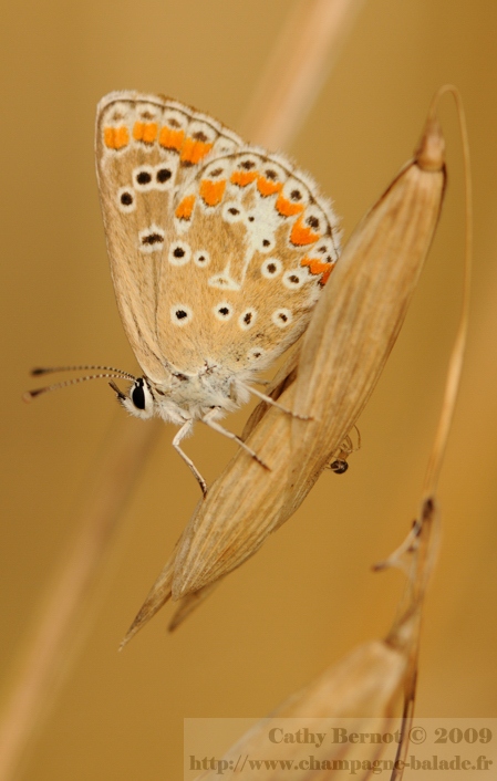 Un papillon orange au soleil couchant contrejour en champagne- Macro photo lépidoptere D300 et 105mm
