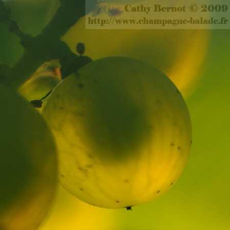 Gros plan sur un grain de raisin transparent au soleil, vendanges en Champagne Photo macro D300 et 105 