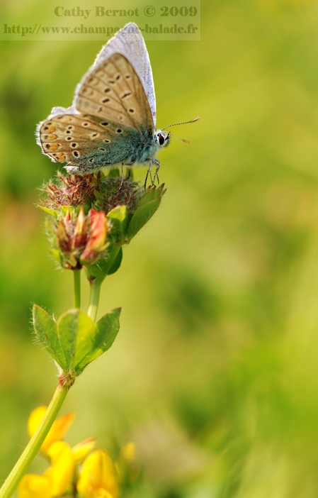 photo de papillon lepidoptere lycène azuré sur fleur de lotier pied de poule