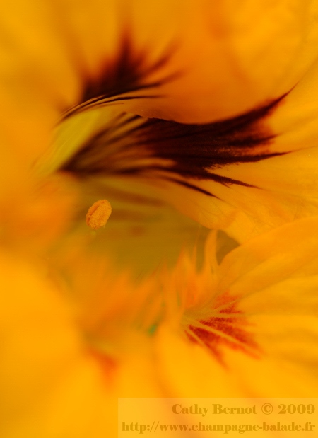 Gros plan au coeur d'une fleur de capucine jaune - macrophotographie au jardin