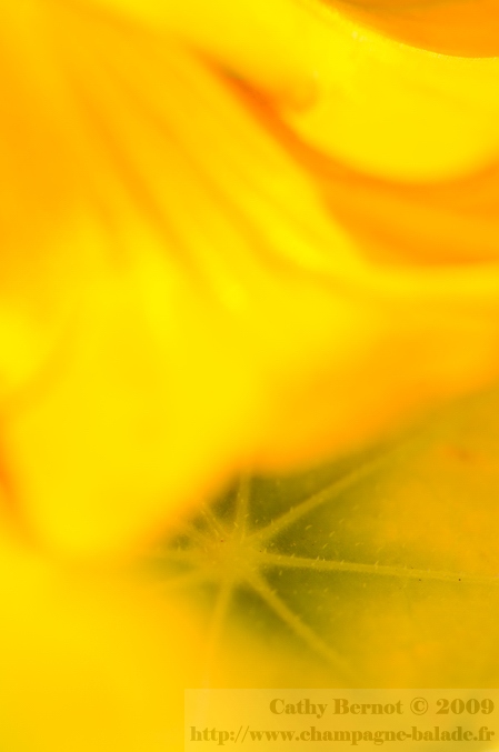 Une capucine symbolisée en Photo macro: fleur et feuille
