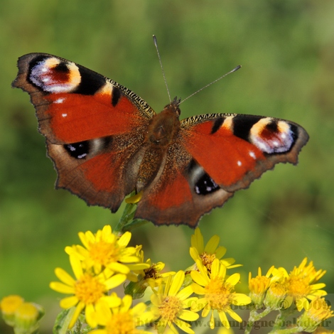 Papillon noir et rouge sur fleur jaune d'herbe de jacob: le paon du jour(photo macro lépidoptère)