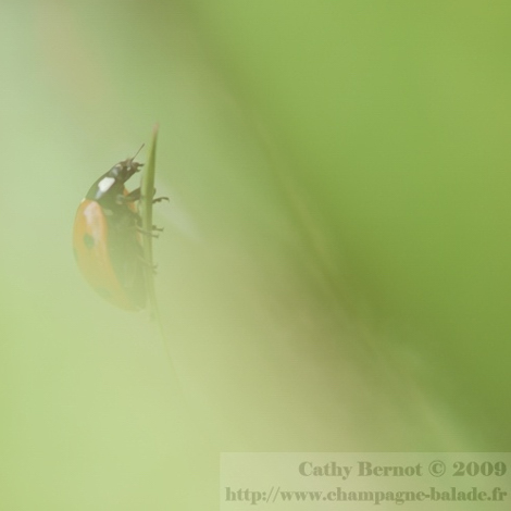 Photo floue, filtre naturel et faible profondeur de champ: macrophotographie d'insectes autrement