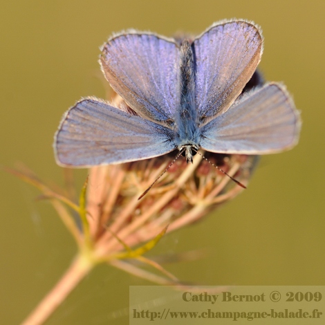 Photo macro de papillon bleu lycene azuré, changement de cadrage