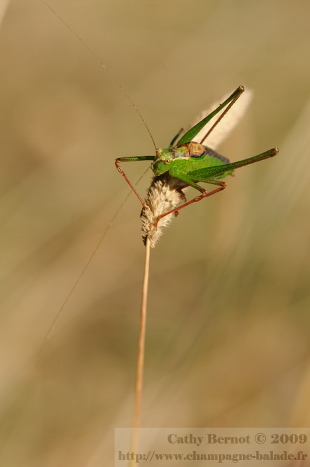 Photo de sauterelle verte sur graminée Sauterelle ponctuée
