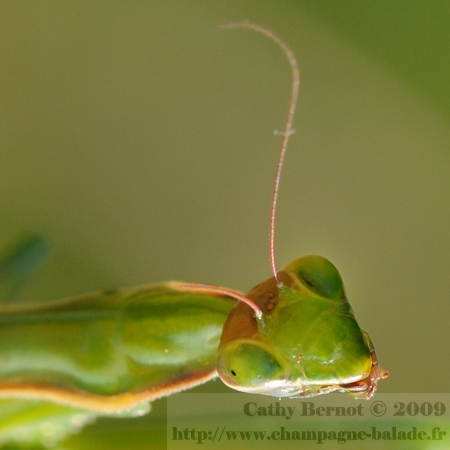Portrait de mante religieuse femelle pendant l'accouplement Recadrage macrophotographie