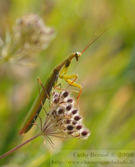 Photo d'insecte à contrejour: Mante religieuse et fleur de carotte sauvage