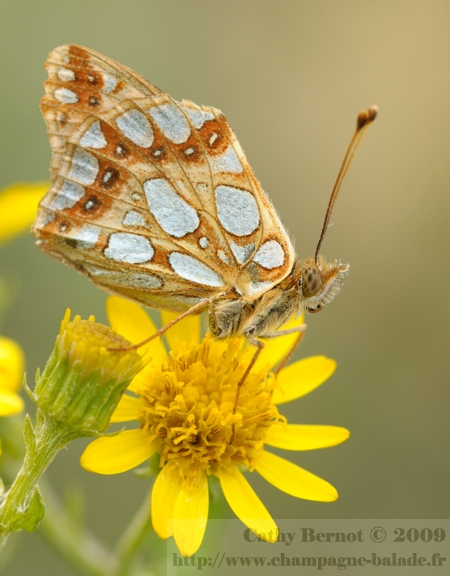 Macrophotographie de papillon: un petit nacré ailes fermées sur fleur jaune d'herbe de jacob ou sénéçon jacobée