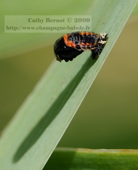 Pupe (chrysalide) de Coccinelle asiatique harmonia axyridis