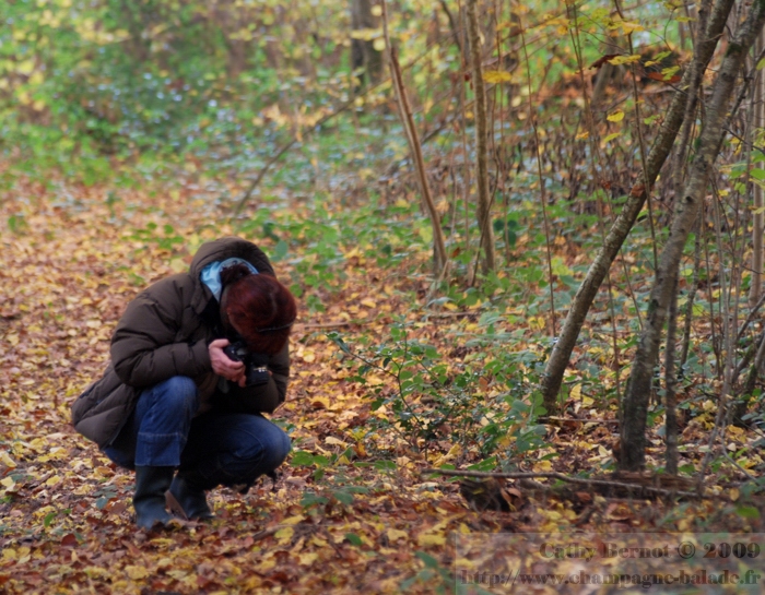 Photographier les champignons: balade d'automne dans les forêts de champagne