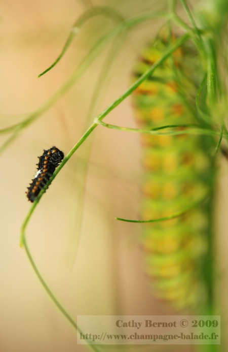 Photographie de chenille de papillon machaon a différents stades