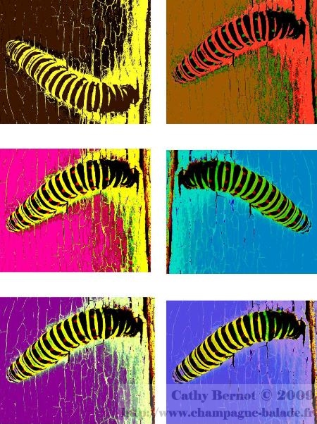 Insecte façon pop art: chenille de machaon