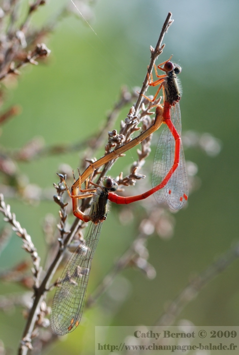 Accouplement libellules rougeset photo d'insecte à contrejour: le ceriagrion tenellum