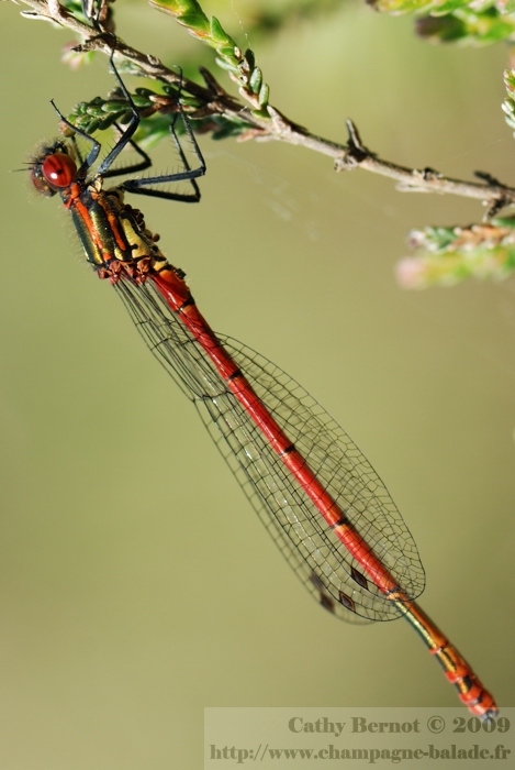 Photo libellule et demoiselle rouge: nymphe au corps de feu (pyrrhosoma nymphula)