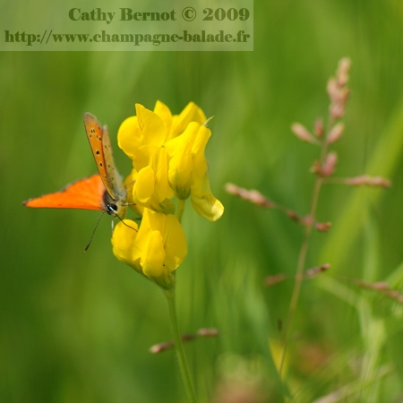 Papillon cuivré des marais orange photographie macro