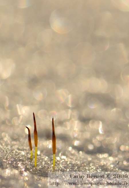 Photo de mousse sur la neige, reflets à contrejour