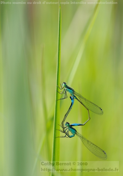 Coeur copulatoire odonate agrion elegant ischnure