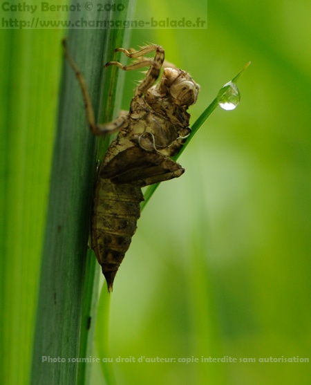 Chrysalide de libellule et goutte de pluie