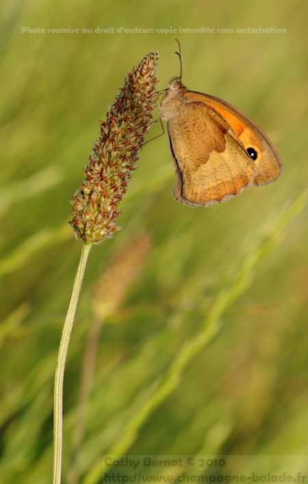 Un papillon myrtil en gros plan macrophotographie
