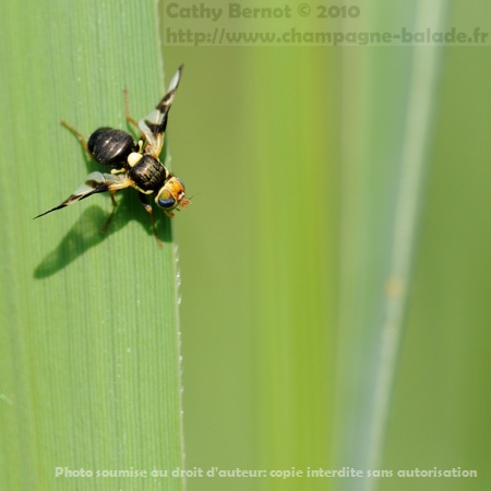 Mouche des chardons urophora cardui, lutte biologique contre les  mauvaises herbes