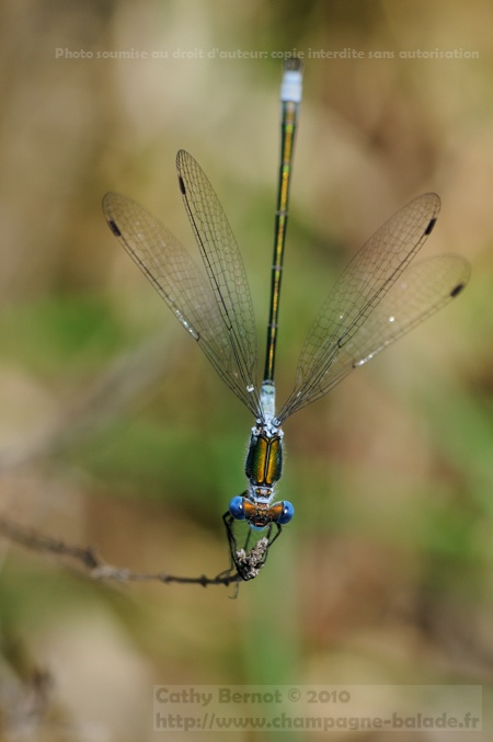 Leste sponsa ou leste fiancé, macro libellule zygoptère en Champagne Ardenne Leste sponsa ou leste fiancé, macro libellule zygoptère en Champagne Ardenne